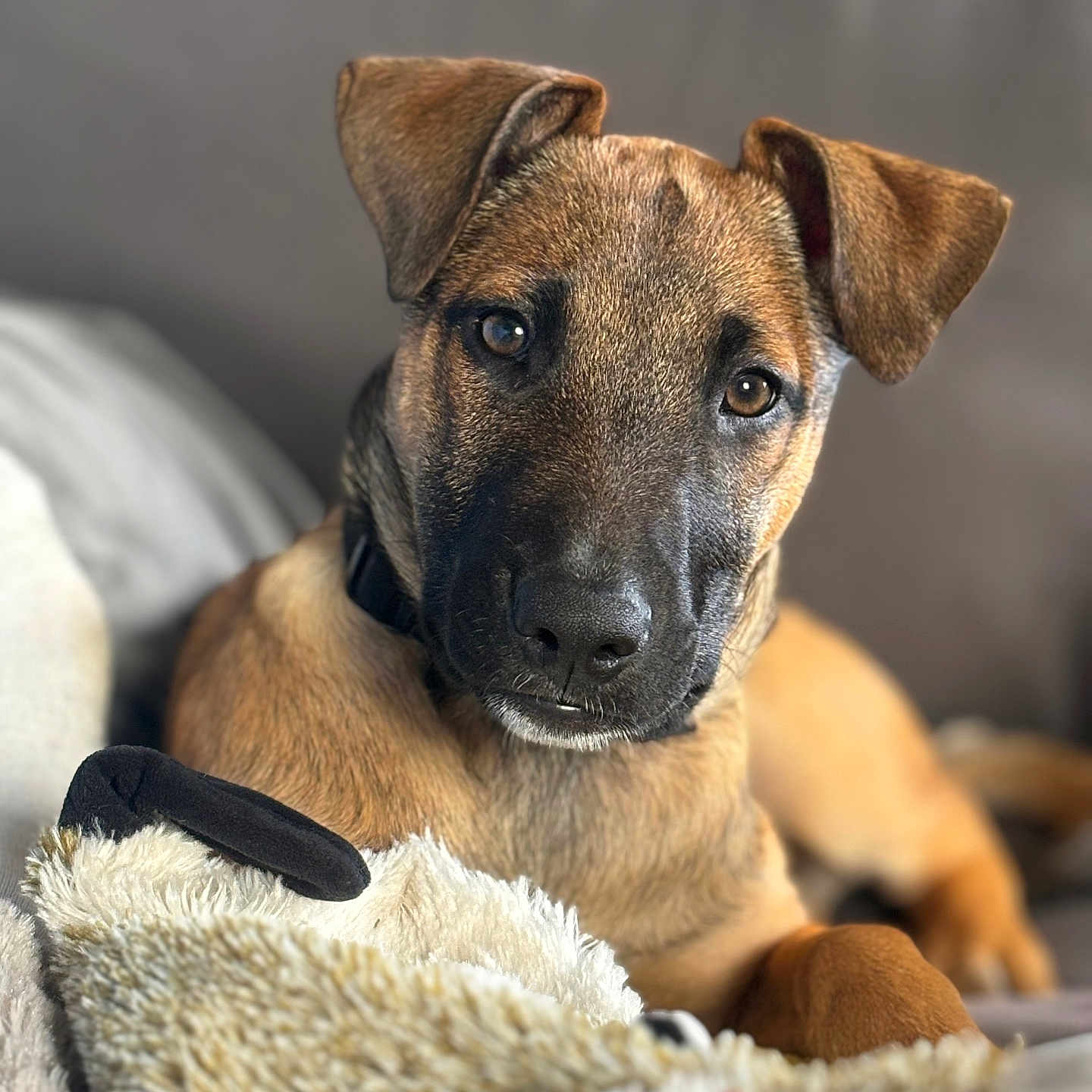 Suki