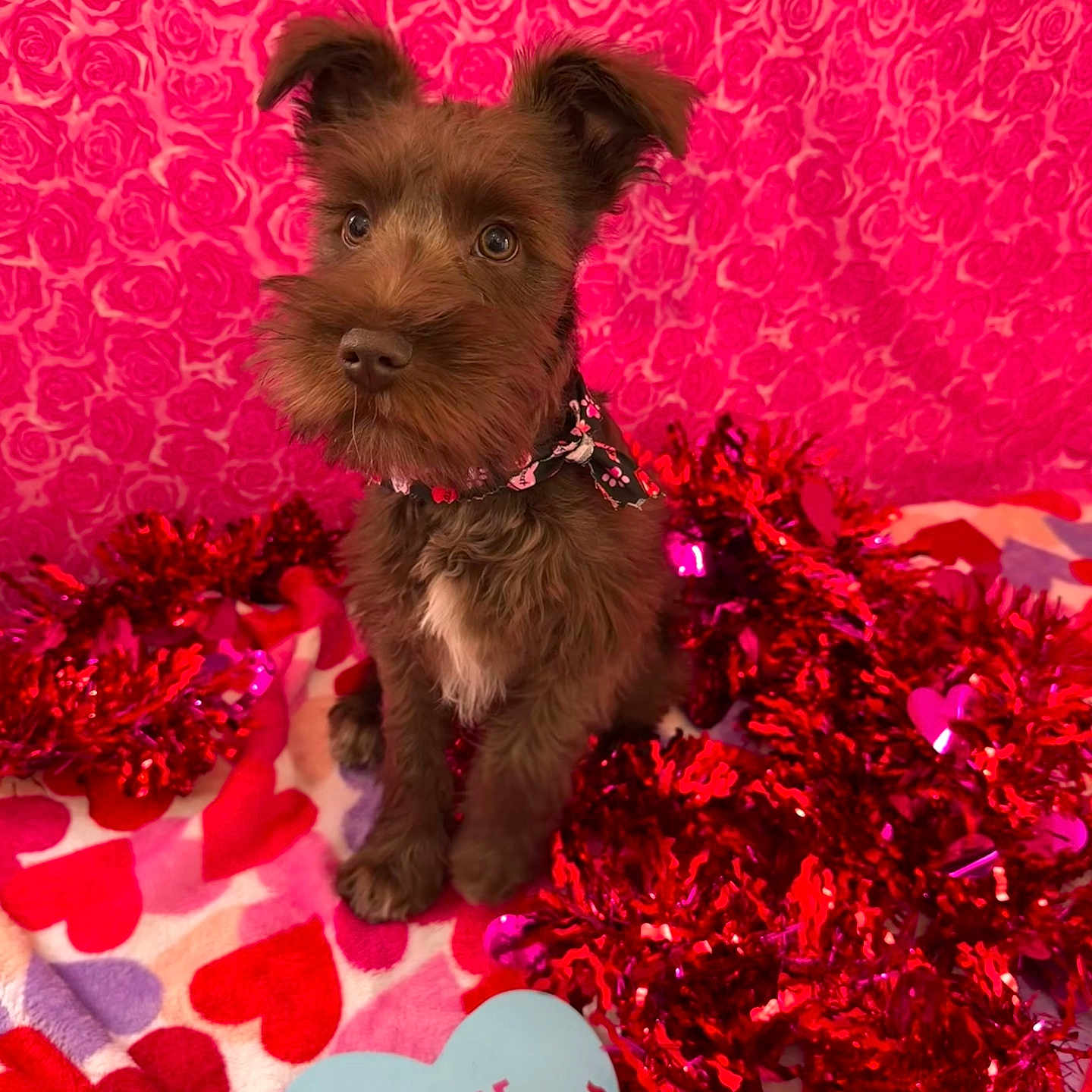 Oakley joined the competition — help win amazing prizes! affenpinscher, animal, canine, dog, envelope, face, flower, greetingcard, head, mail, person, pet, petal, photography, plant, poodle, portrait, puppy, terrier, whitedog