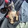 Blaze is registered to the contest to win money with this photo: animal, black_cable, bottle, brown_fur, car_interior, car_seat, companion, curious, cute, dog, domestic_animal, hoodie, indoor, pet, puppy, relaxed, seat, seatbelt, small_dog, wallet