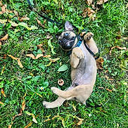 Blaze joined the competition — help win amazing prizes! animal, collar, cute, daylight, dog, grass, greenery, leash, leaves, lying_down, nature, outdoor, pet, playful, puppy, small, summer, tangled, water_bottle, young