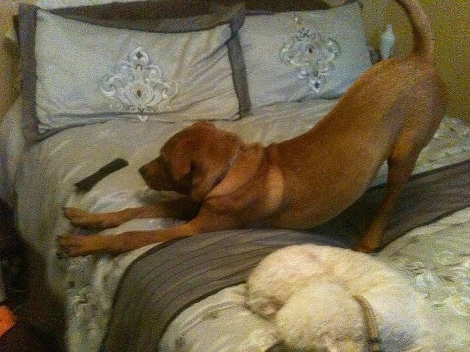 Mauriceo is registered to the contest to win money with this photo: canidae, carnivore, comfort, companion_dog, dog, dog_breed, fawn, hardwood, liver, nap, painting, sleep, sporting_group, tail, terrestrial_animal, wood