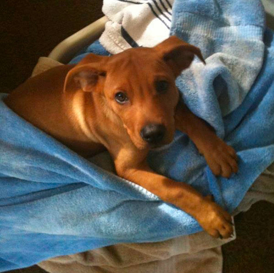 Mauriceo is registered to the contest to win money with this photo: canidae, carnivore, comfort, companion_dog, dog, dog_breed, dog_supply, ear, fawn, liver, puppy, snout, sporting_group, whiskers, working_animal