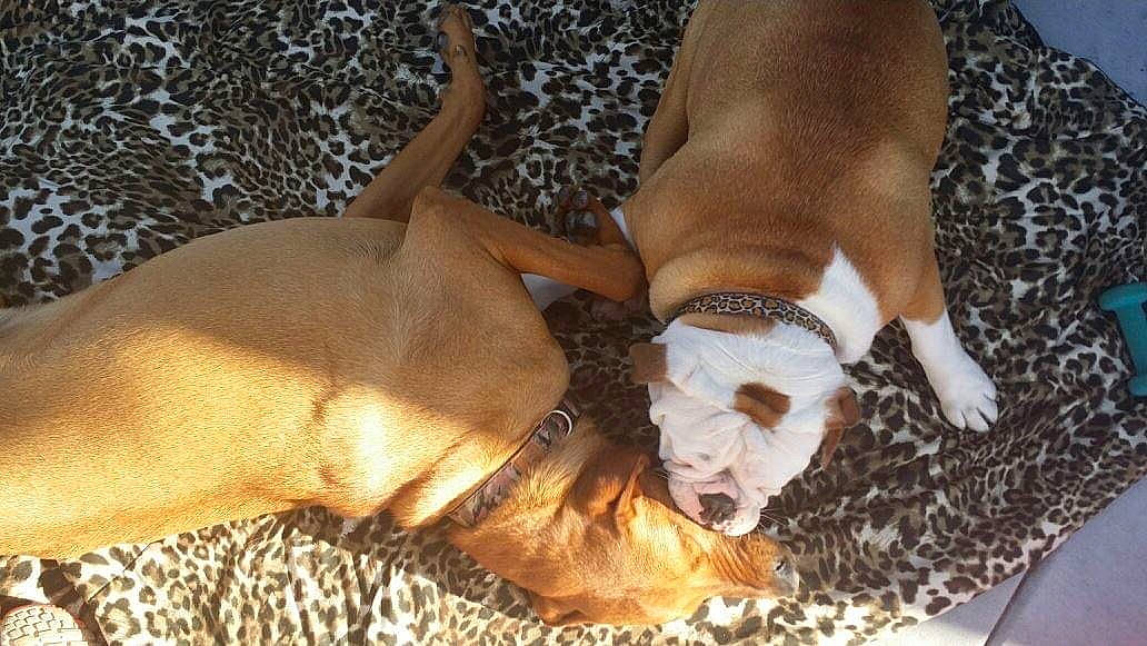 Mauriceo is registered to the contest to win money with this photo: canidae, carnivore, collar, comfort, companion_dog, dog, dog_breed, dog_collar, dog_supply, fawn, liver, non_sporting_group, paw, pet_supply, snout, sporting_group, tail, terrestrial_animal, working_animal