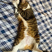 Kiwi is registered to the contest to win money with this photo: animal, bed, blanket, cat, cozy, cute, fur, indoor, lying_down, paws, pet, pink_paw_pads, plaid, relaxed, resting, sleeping, stretching, striped, tabby, whiskers