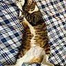 animal, bed, blanket, cat, cozy, cute, fur, indoor, lying_down, paws, pet, pink_paw_pads, plaid, relaxed, resting, sleeping, stretching, striped, tabby, whiskers