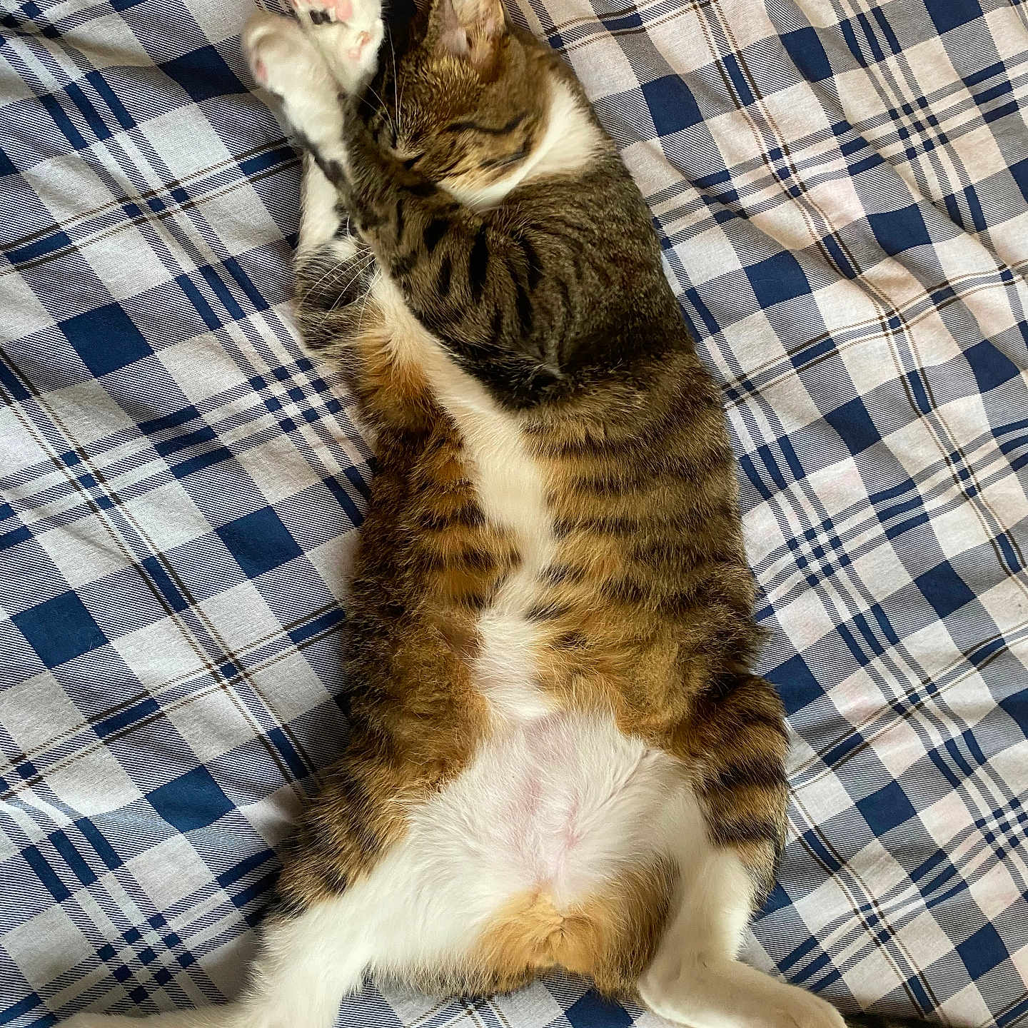 Kiwi is registered to the contest to win money with this photo: animal, bed, blanket, cat, cozy, cute, fur, indoor, lying_down, paws, pet, pink_paw_pads, plaid, relaxed, resting, sleeping, stretching, striped, tabby, whiskers