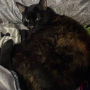 Booger joined the competition — help win amazing prizes! animal, bed, blanket, cat, comfort, cozy, cute, domestic, feline, fur, indoor, pattern, pet, relaxed, resting, sleepy, soft, tail, tortoiseshell, whiskers