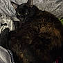 animal, bed, blanket, cat, comfort, cozy, cute, domestic, feline, fur, indoor, pattern, pet, relaxed, resting, sleepy, soft, tail, tortoiseshell, whiskers