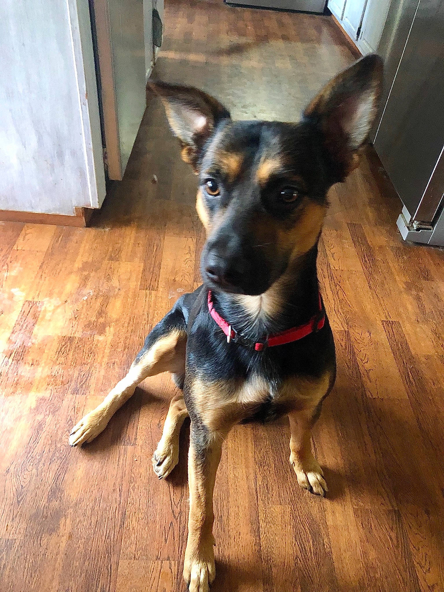 Winchester is registered to the contest to win money with this photo: canidae, carnivore, collar, dog, dog_breed, dog_supply, fawn, floor, flooring, guard_dog, hardwood, laminate_flooring, pet_supply, pinscher, snout, sporting_group, wood, wood_flooring, wood_stain, working_animal