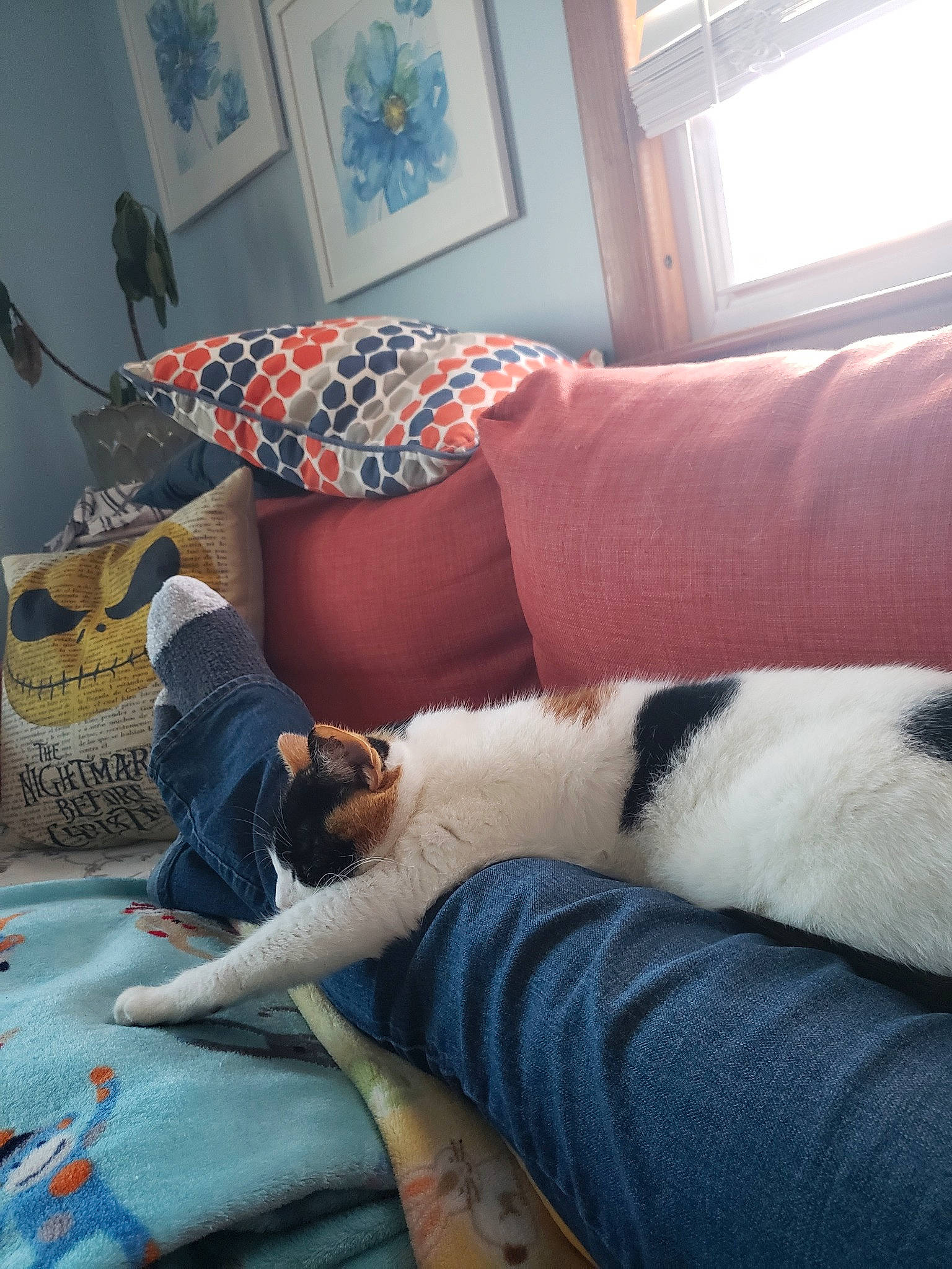 Lizzy is registered to the contest to win money with this photo: canidae, carnivore, cat, comfort, felidae, human_leg, knee, leg, room, small_to_medium_sized_cats, thigh, whiskers