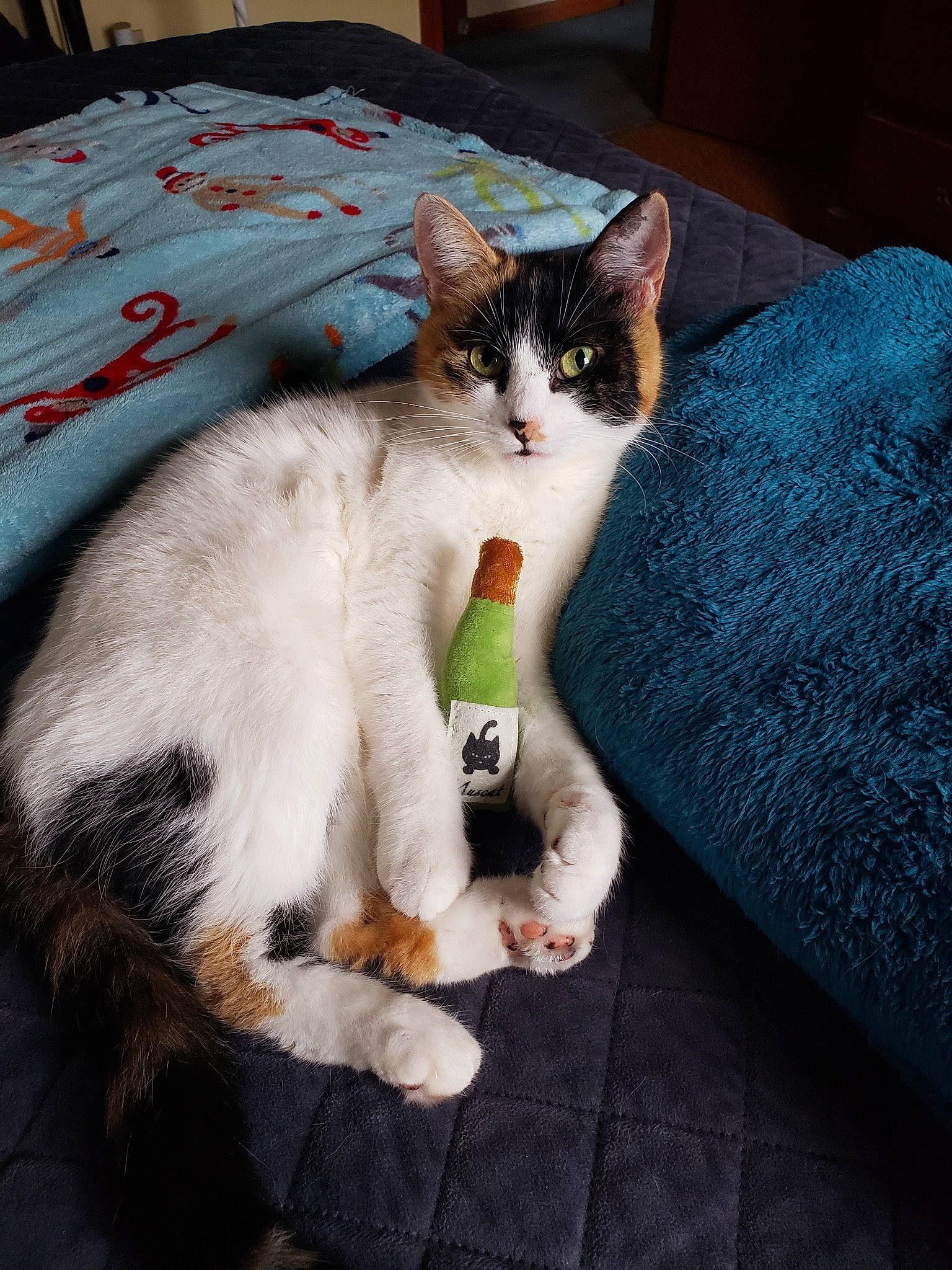 Lizzy joined the competition — help win amazing prizes! aegean_cat, american_wirehair, asian, carnivore, cat, domestic_short_haired_cat, european_shorthair, felidae, fur, kitten, mammal, paw, polydactyl_cat, small_to_medium_sized_cats, tail, whiskers