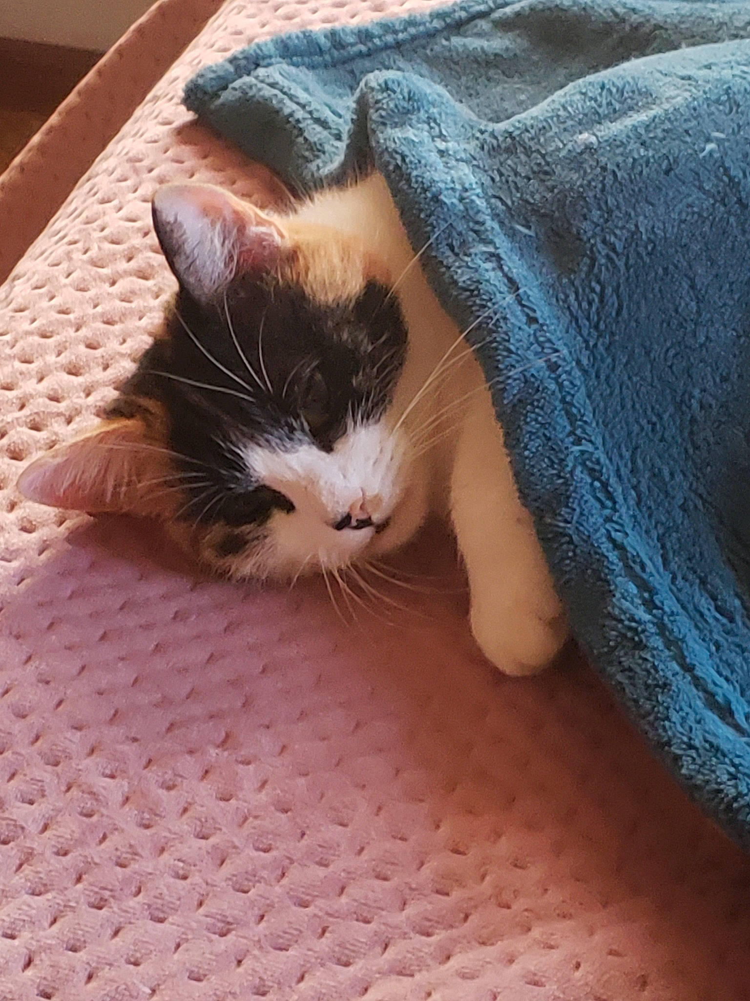 Lizzy is registered to the contest to win money with this photo: carnivore, cat, domestic_short_haired_cat, european_shorthair, fawn, felidae, flooring, fur, kitten, nap, polydactyl_cat, sleep, small_to_medium_sized_cats, snout, whiskers