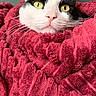cat, black_and_white, yellow_eyes, towel, red, cozy, indoor, pet, whiskers, fur, close_up, face, relaxed, comfort, soft_texture, domestic_animal, couch, resting, curious, portrait