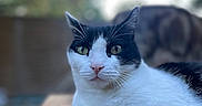 Oggy a rejoint le concours — aidez-le/la à gagner de superbes lots ! cat, black_and_white, outdoor, wood, close_up, pet, feline, animal, portrait, relaxed, green_eyes, paw, whiskers, nature, blurred_background, sitting, domestic_cat, fur, cute, calm