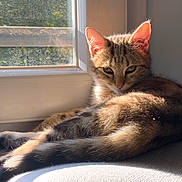 Django participe au concours pour gagner de l'argent avec cette photo : cat, tabby, sunlight, windowsill, window, relaxing, pet, animal, fur, indoor, resting, cozy, daylight, cute, whiskers, ears, sleepy, mammal, home, nature