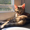 cat, tabby, sunlight, windowsill, window, relaxing, pet, animal, fur, indoor, resting, cozy, daylight, cute, whiskers, ears, sleepy, mammal, home, nature