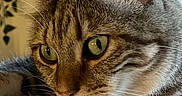 Django a rejoint le concours — aidez-le/la à gagner de superbes lots ! animal, cat, close_up, curious, domestic_cat, ears, face, feline, fur, green_eyes, indoor, looking, pet, plant, portrait, relaxed, soft_light, tabby, whiskers, window