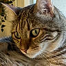 Django a rejoint le concours — aidez-le/la à gagner de superbes lots ! cat, tabby, close_up, indoor, green_eyes, fur, whiskers, ears, face, pet, animal, domestic_cat, portrait, looking, feline, soft_light, window, plant, curious, relaxed