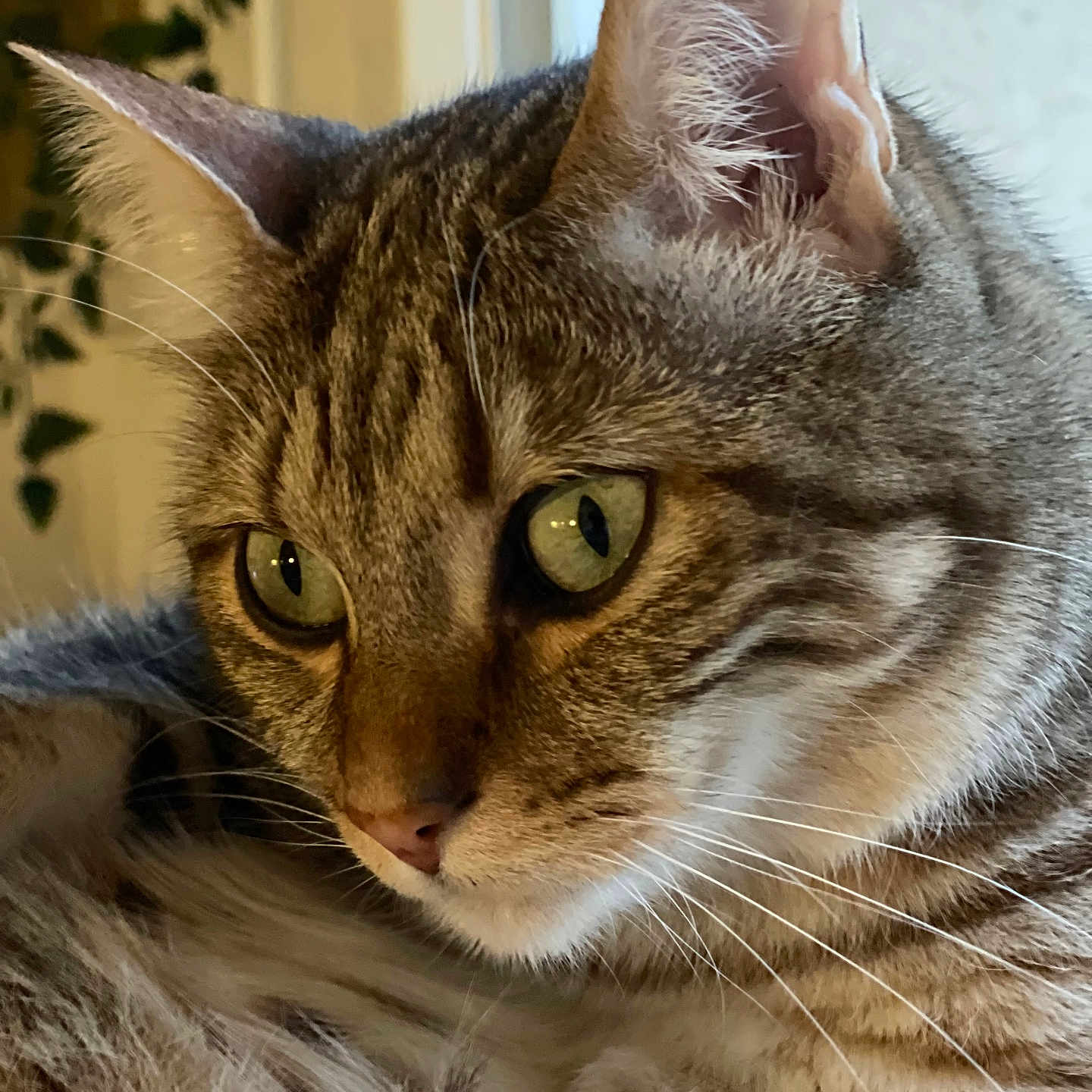 Django a rejoint le concours — aidez-le/la à gagner de superbes lots ! cat, tabby, close_up, indoor, green_eyes, fur, whiskers, ears, face, pet, animal, domestic_cat, portrait, looking, feline, soft_light, window, plant, curious, relaxed