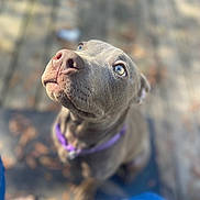 Coco is registered to the contest to win money with this photo: dog, canine, pet, animal, brown_coat, purple_collar, outdoor, wooden_floor, leaves, looking_up, close_up, cute, curious, sitting, nose, eyes, portrait, blurry_background, daylight, jeans