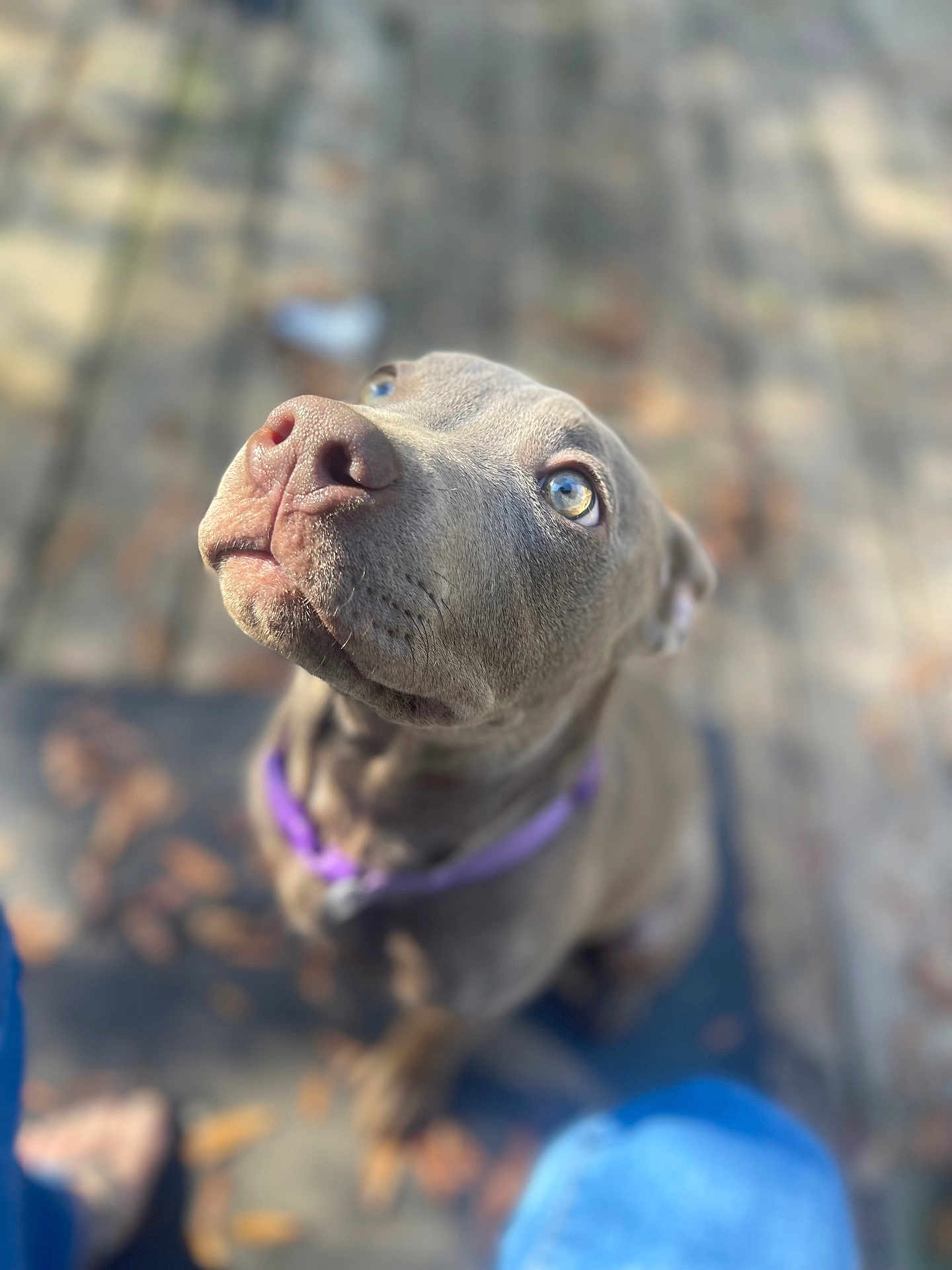 Coco