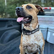 Joker is registered to the contest to win money with this photo: dog, canine, pet, animal, collar, tongue, sitting, outdoor, pickup_truck, vehicle, blurred_background, happy, brown, white_spots, ears, mouth, nose, fur, daylight, nature