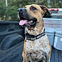 animal, blurred_background, brown, canine, collar, daylight, dog, ears, fur, happy, mouth, nature, nose, outdoor, pet, pickup_truck, sitting, tongue, vehicle, white_spots