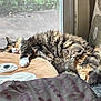 animal, cat, comfort, cozy, fluffy, fur, home, indoor, multicolor, paw, pet, pillow, plush, quiet, relaxation, resting, sleeping, soft, sunlight, window