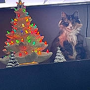 Gracie Monette is registered to the contest to win money with this photo: cat, calico_cat, ceramic_tree, christmas_tree, holiday_decor, lights, multicolored_lights, silver_tree, figurine, decor, indoor, fluffy, pet, feline, animal, sitting, dark_background, closed_sign, festive, ornament