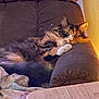 animal, armrest, blanket, calico, cat, chair, comfortable, cozy, cushion, domestic, feline, fur, indoor, mammal, pet, relaxed, resting, sleepy, warm_light, wooden_table