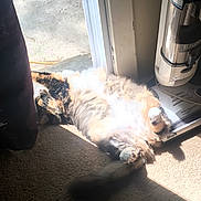 Gracie Monette is registered to the contest to win money with this photo: carpet, cat, cozy, domestic, door, feline, fluffy, home, indoor, multicolored, paws, pet, relaxing, resting, shadow, sunbeam, sunlight, tail, vacuum_cleaner, window