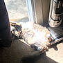 carpet, cat, cozy, domestic, door, feline, fluffy, home, indoor, multicolored, paws, pet, relaxing, resting, shadow, sunbeam, sunlight, tail, vacuum_cleaner, window