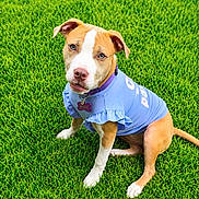Nova joined the competition — help win amazing prizes! dog, grass, outdoor, pet, blue_shirt, ruffles, name_tag, brown_and_white, sitting, canine, cute, portrait, animal, greenery, fur, collar, attentive, eyes, nose, paw