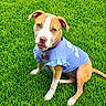 dog, grass, outdoor, pet, blue_shirt, ruffles, name_tag, brown_and_white, sitting, canine, cute, portrait, animal, greenery, fur, collar, attentive, eyes, nose, paw
