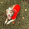 Nova joined the competition — help win amazing prizes! dog, grass, outdoor, pet, cowboy_hat, red_shirt, tongue_out, canine, animal, playful, summer, nature, happy, grass_field, young_dog, friendly, domestic_animal, cute, relaxed, sunny