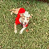 Nova joined the competition — help win amazing prizes! dog, grass, outdoor, pet, costume, hat, greenery, leafy_bush, tongue_out, relaxed, animal, canine, playful, summer, nature, casual, cute, small_hat, red_clothing, sunlight