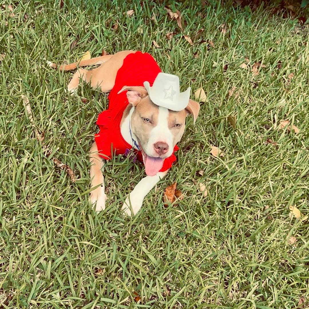 Nova