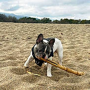 Riley participe au concours pour gagner de l'argent avec cette photo : dog, french_bulldog, beach, sand, stick, animal, pet, outdoor, playful, canine, nature, sky, cloudy, trees, daytime, muzzle, ears, fur, collar, harness