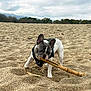 dog, french_bulldog, beach, sand, stick, animal, pet, outdoor, playful, canine, nature, sky, cloudy, trees, daytime, muzzle, ears, fur, collar, harness