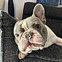 Riley participe au concours pour gagner de l'argent avec cette photo : french_bulldog, dog, pet, couch, indoor, close_up, face, ears, whiskers, fur, texture, resting, cute, animal, canine, domestic, relaxed, home, portrait, looking