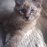 Fox Moulder is registered to the contest to win money with this photo: cat, blue_eyes, fur, whiskers, paw, blanket, texture, indoor, pet, animal, cute, relaxed, curious, feline, closeup, soft, laying, mammal, domestic, cozy
