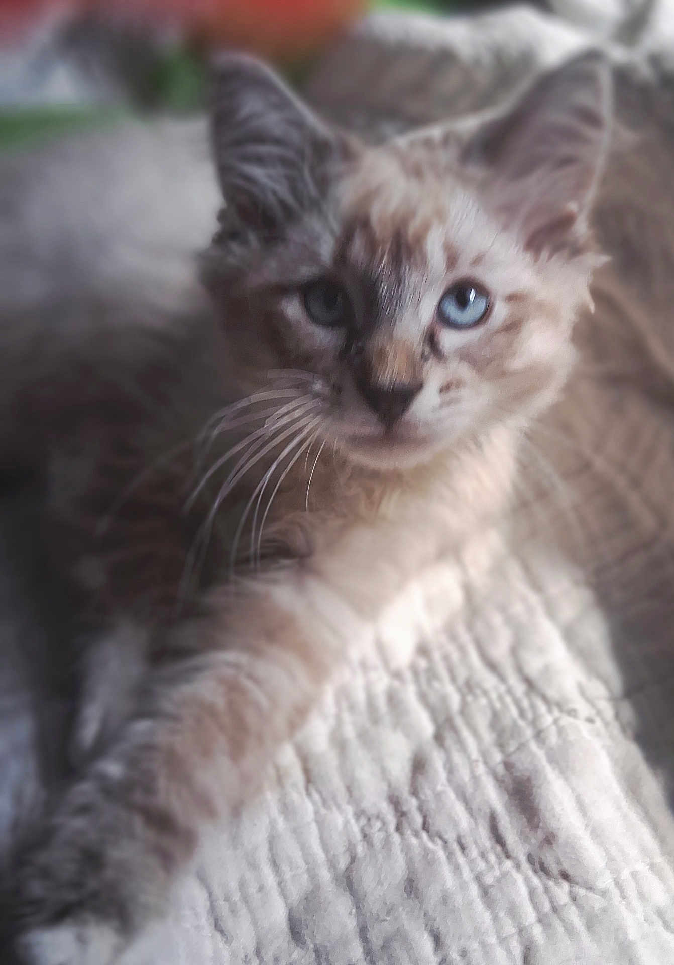 Fox Moulder is registered to the contest to win money with this photo: cat, blue_eyes, fur, whiskers, paw, blanket, texture, indoor, pet, animal, cute, relaxed, curious, feline, closeup, soft, laying, mammal, domestic, cozy