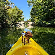 Ginette a rejoint le concours — aidez-le/la à gagner de superbes lots ! dog, life_jacket, kayak, yellow, water, river, trees, bridge, blue_sky, outdoor, nature, greenery, reflection, summer, adventure, pet, small_dog, footwear, gold_sandals, calm