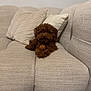 Ginette a rejoint le concours — aidez-le/la à gagner de superbes lots ! dog, brown, toy, basketball, couch, pillows, indoor, pet, furniture, relaxed, fluffy, small_dog, cozy, home, comfort, animal, laying, cute, domestic, fur