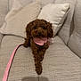 Ginette participe au concours pour gagner de l'argent avec cette photo : dog, brown_dog, curly_hair, small_dog, pink_collar, couch, sofa, pillows, indoor, pet, animal, furniture, cozy, leash, cute, portrait, looking_at_camera, relaxed, home, domestic