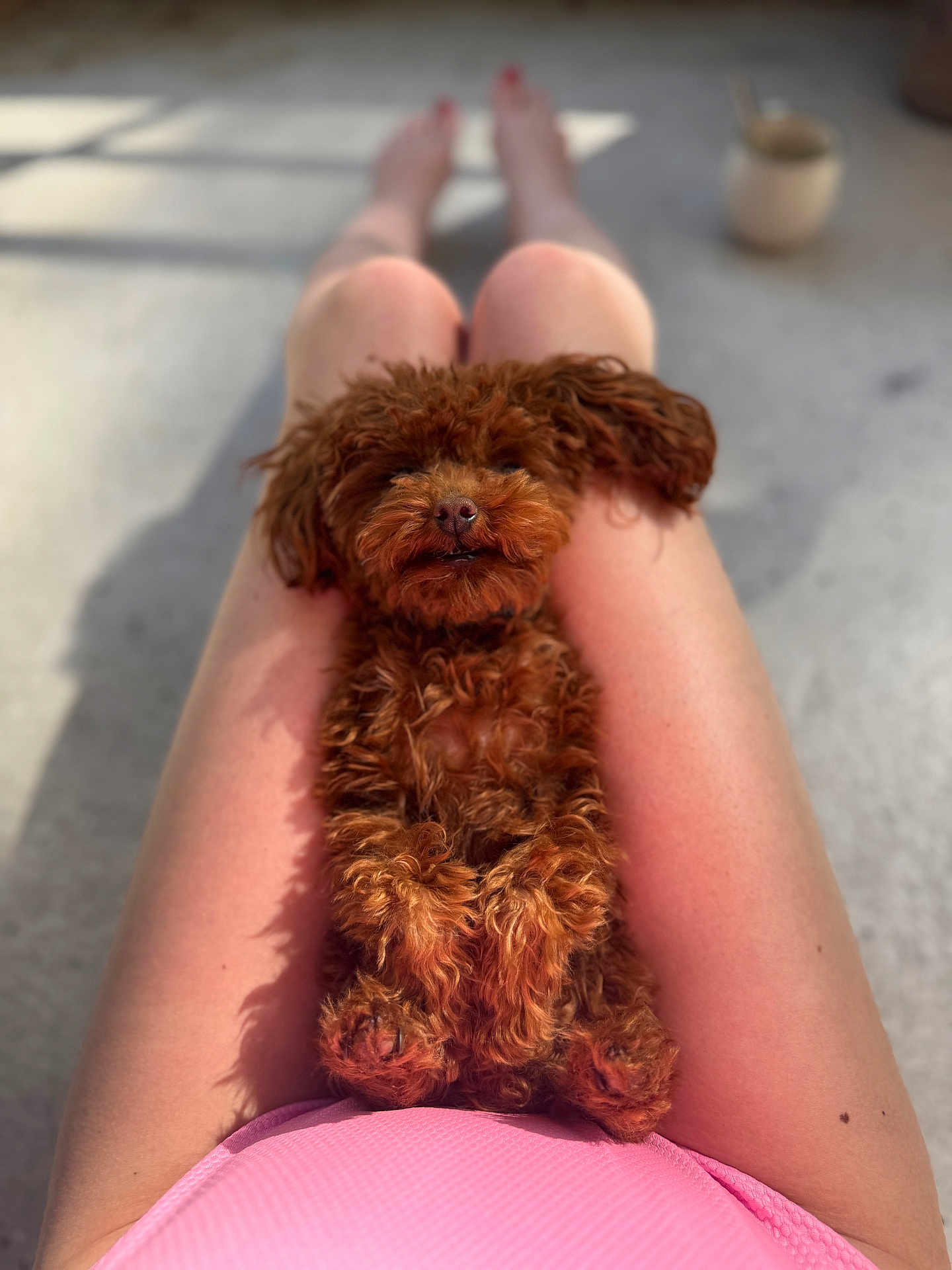 Ginette a rejoint le concours — aidez-le/la à gagner de superbes lots ! dog, puppy, brown_dog, curly_fur, pet, lap, legs, pink_clothing, relaxing, sunlight, shadow, blurred_background, cozy, cute, domestic_animal, indoor, resting, furry, companion, animal