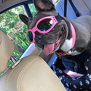 Izzy joined the competition — help win amazing prizes! animal, black_dog, canine, car_interior, collar, cute, dog, french_bulldog, happy, leather_seat, paw_prints, pet, pet_bed, pink, seat, seatbelt, sunglasses, sunlight, tongue_out, window