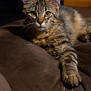 Dennis is registered to the contest to win money with this photo: cat, tabby, animal, pet, feline, indoor, couch, brown, paw, fur, whiskers, eyes, relaxed, cute, portrait, mammal, domestic, resting, closeup, cozy