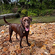 Bootsy is registered to the contest to win money with this photo: dog, chocolate_labrador, wet, tongue_out, rocks, riverbank, sand, trees, water, outdoor, nature, pet, animal, canine, collar, playful, happy, forest, summer, daytime