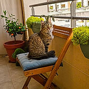 Kaya a rejoint le concours — aidez-le/la à gagner de superbes lots ! cat, tabby, chair, cushion, balcony, plant, potted_plant, greenery, sunlight, wooden_chair, tile_floor, netting, outdoor, window, railing, pet, feline, relaxed, daylight, decor